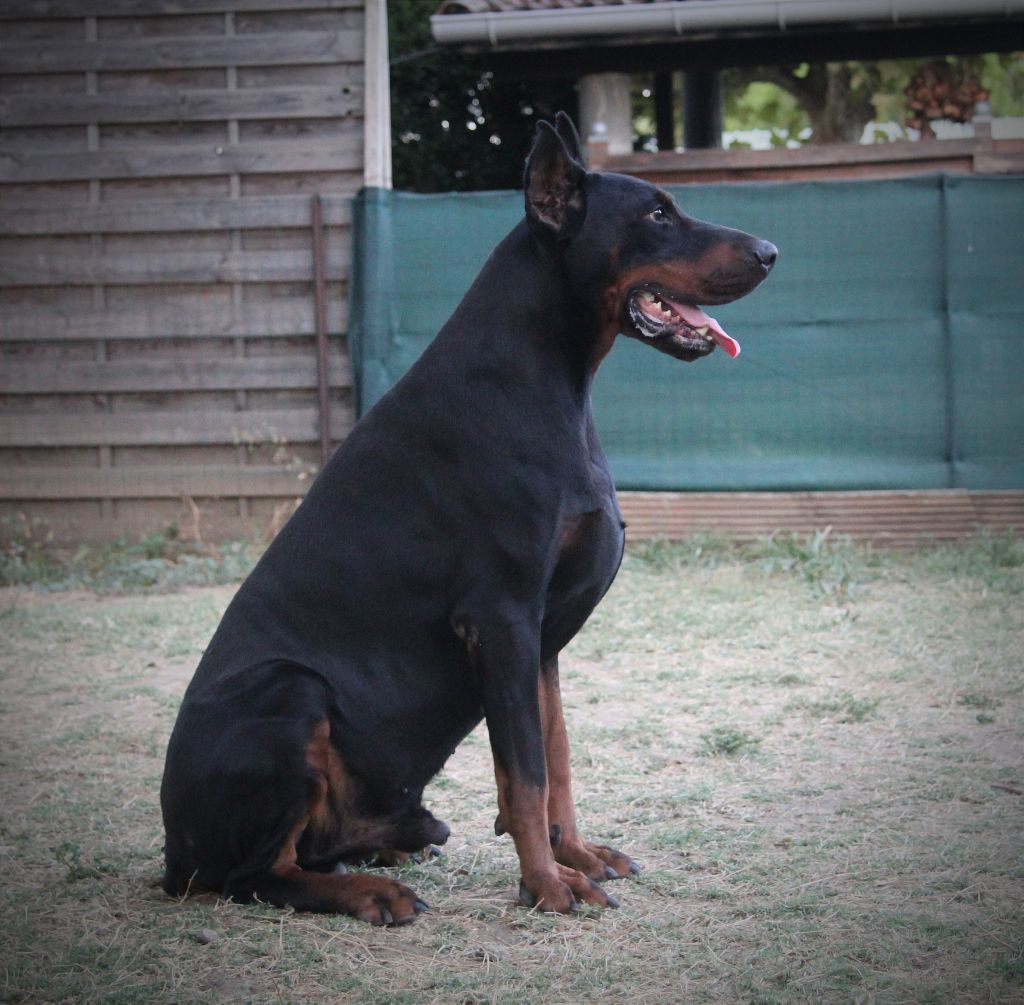 Les Dobermann de l'affixe Nightmare Of Dark Paws