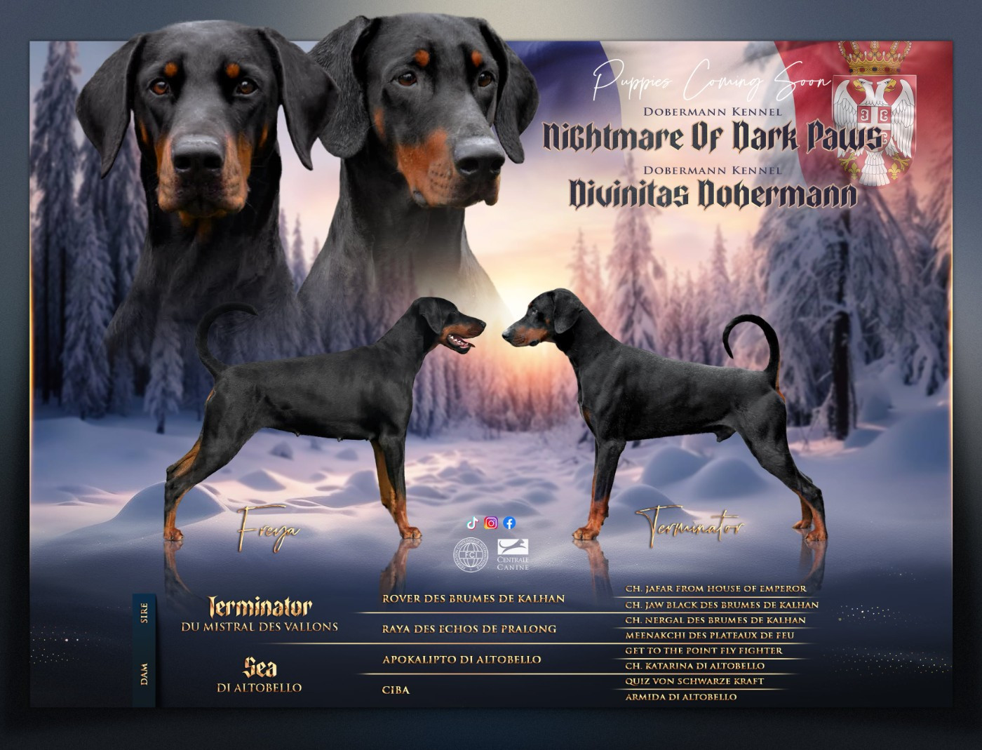Chiot Dobermann Nightmare Of Dark Paws