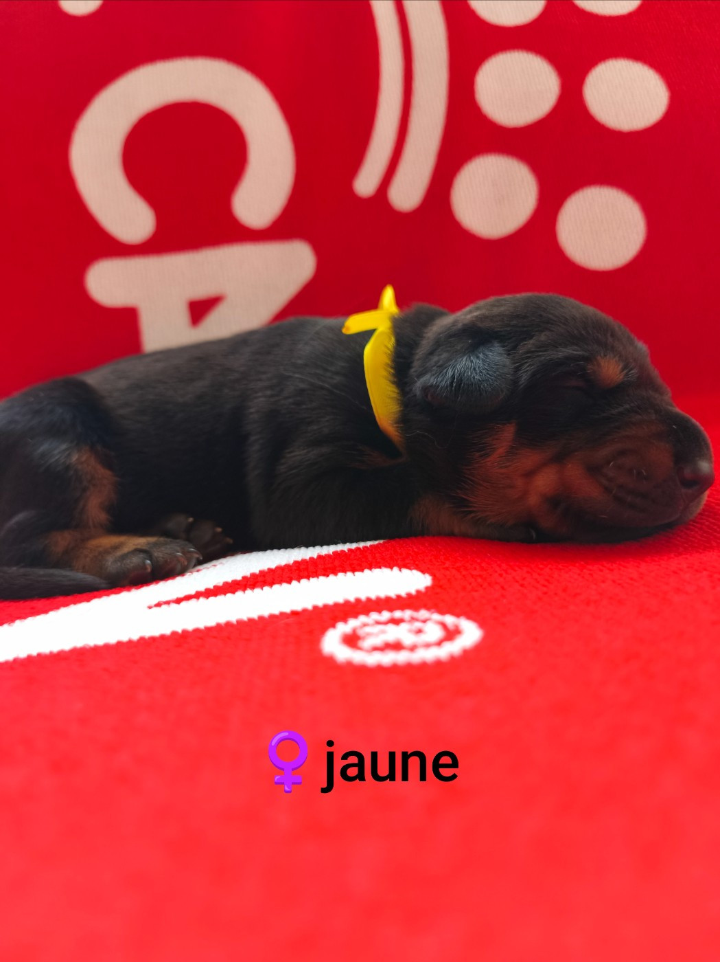 Nightmare Of Dark Paws - Chiots disponibles - Dobermann