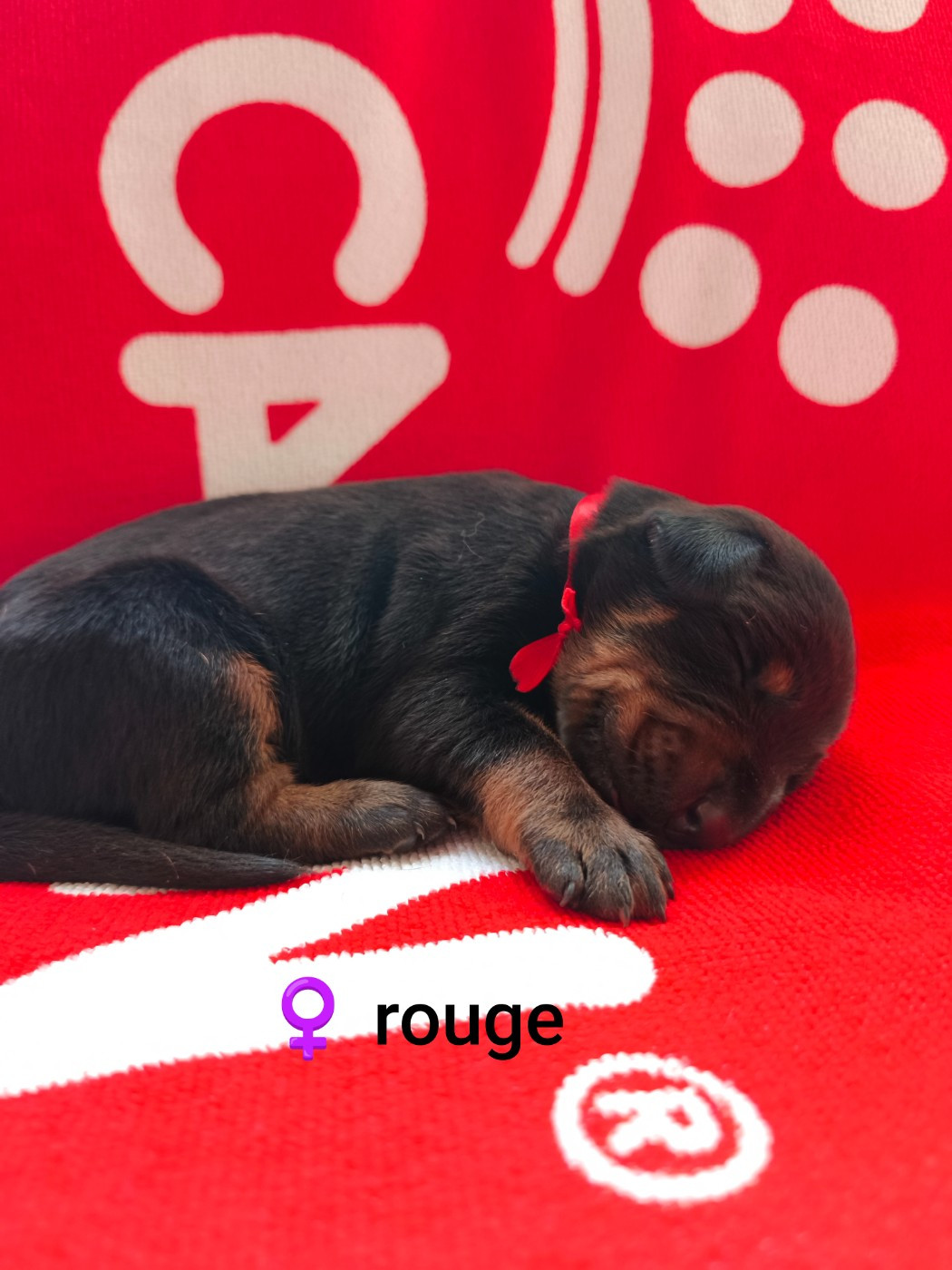 Nightmare Of Dark Paws - Chiots disponibles - Dobermann