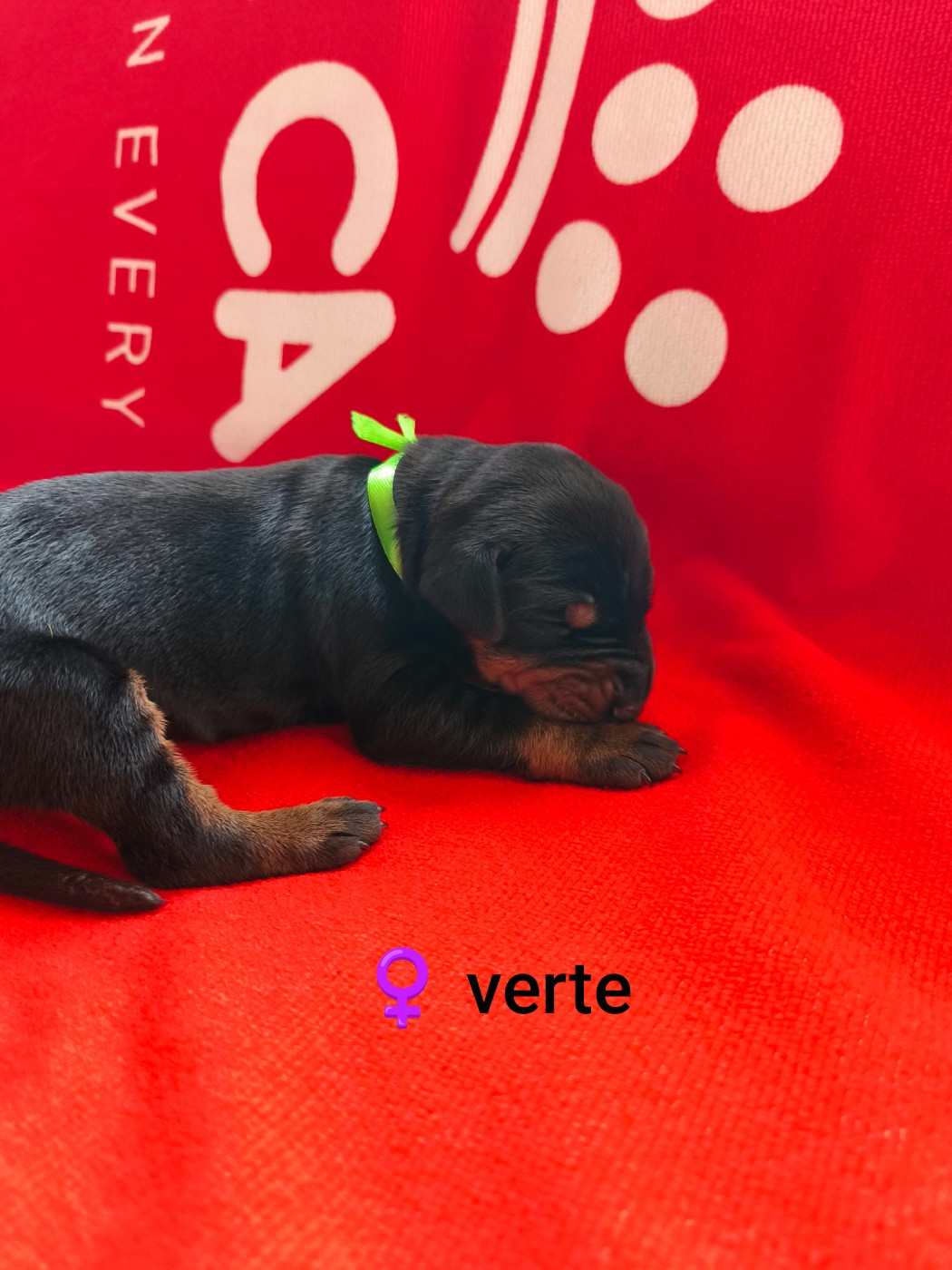 Nightmare Of Dark Paws - Chiots disponibles - Dobermann