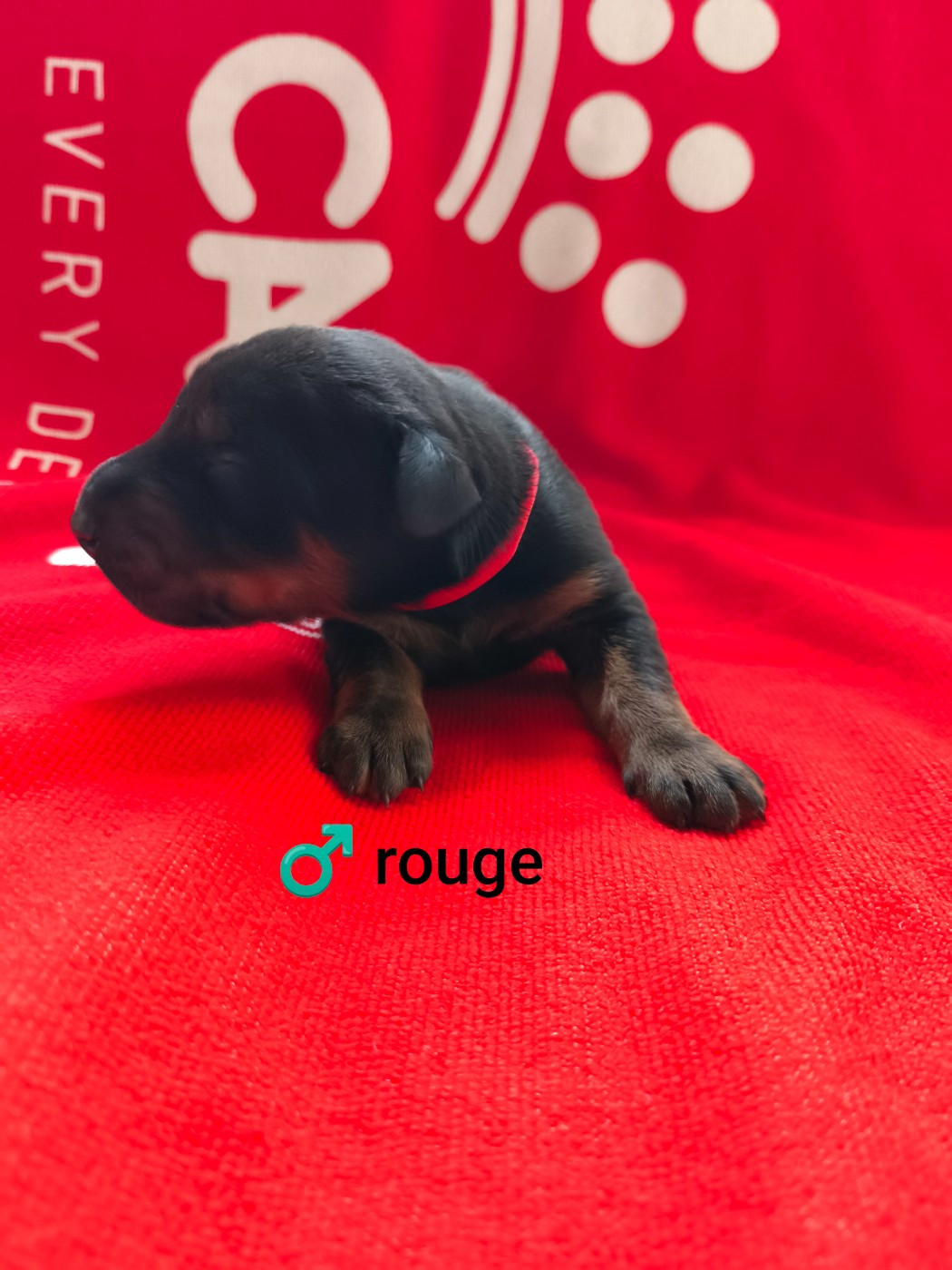 Nightmare Of Dark Paws - Chiots disponibles - Dobermann