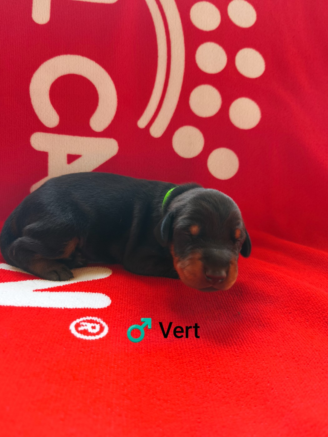 Nightmare Of Dark Paws - Chiots disponibles - Dobermann