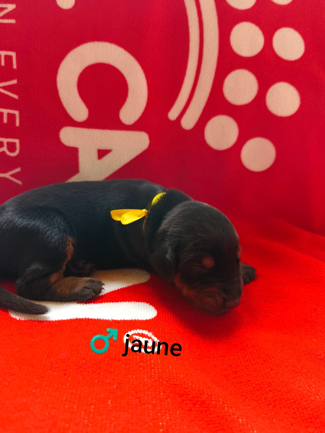 Nightmare Of Dark Paws - Chiots disponibles - Dobermann