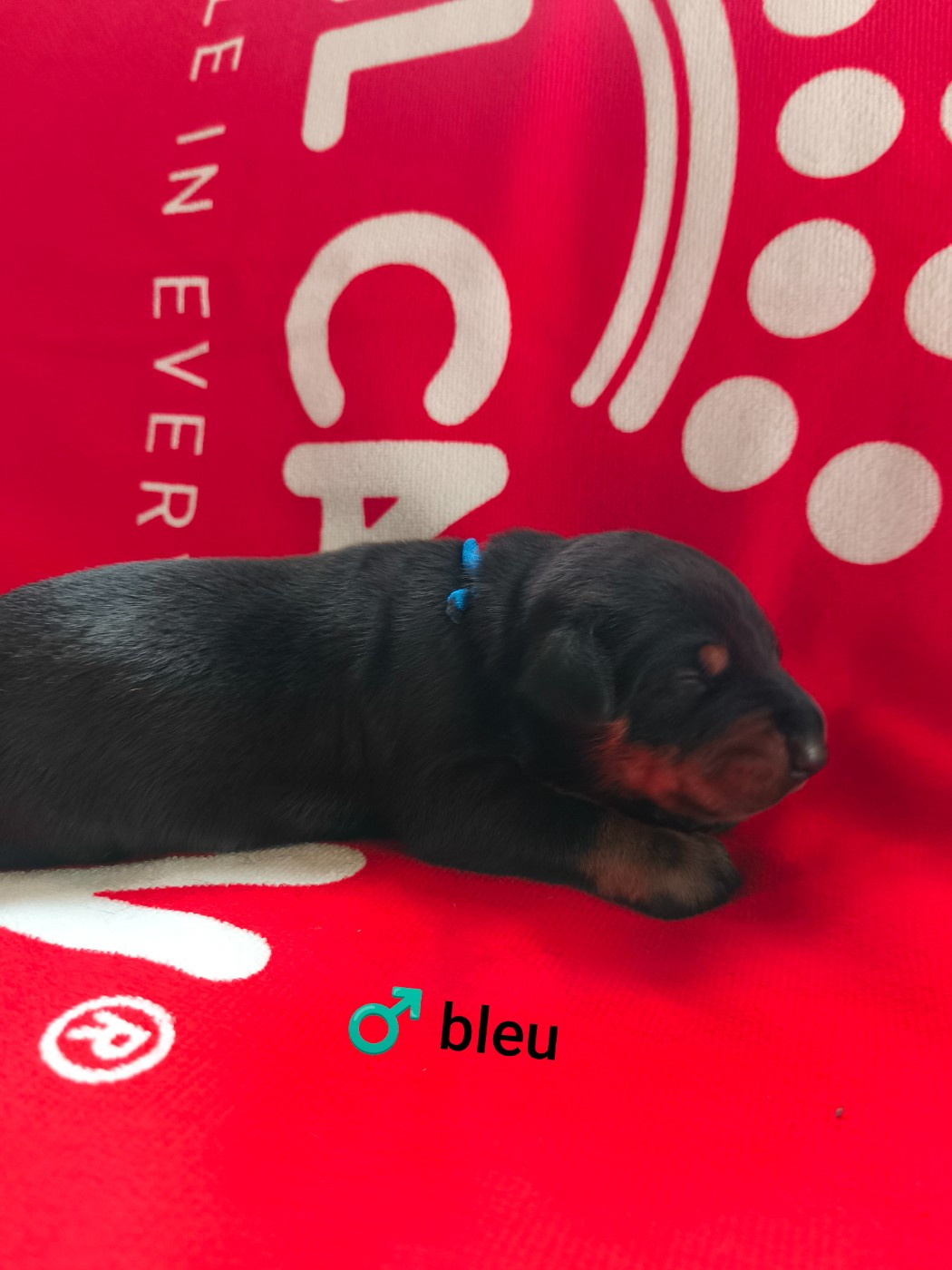 Nightmare Of Dark Paws - Chiots disponibles - Dobermann