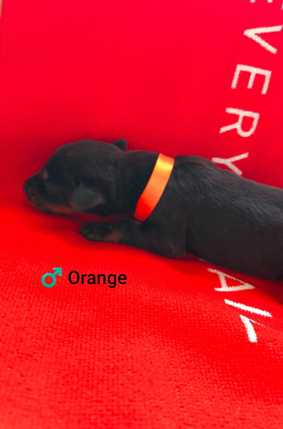 Nightmare Of Dark Paws - Chiots disponibles - Dobermann